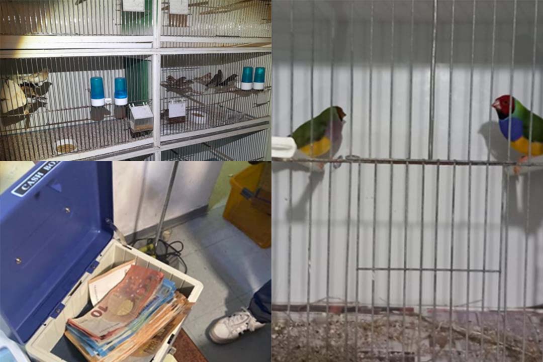 Un trafic d'oiseaux démantelé