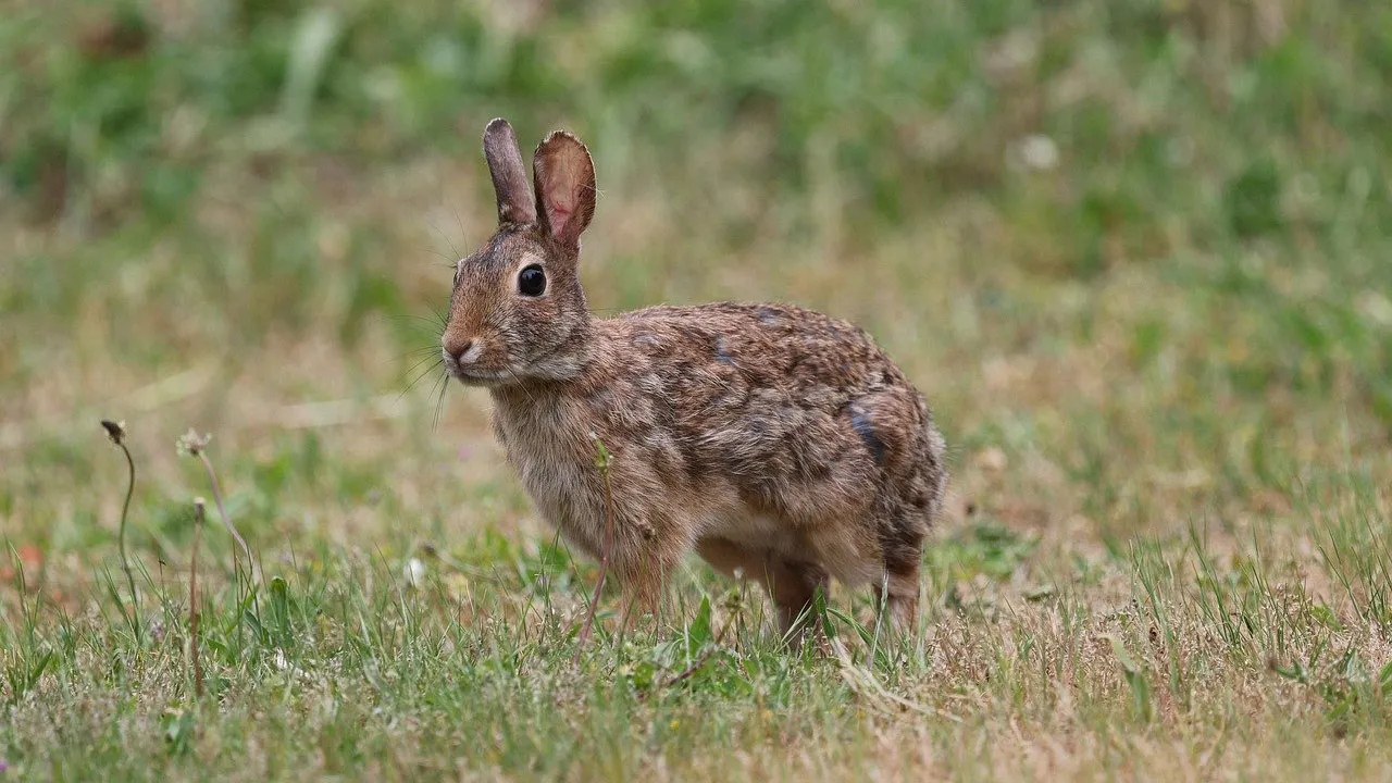 Lapin