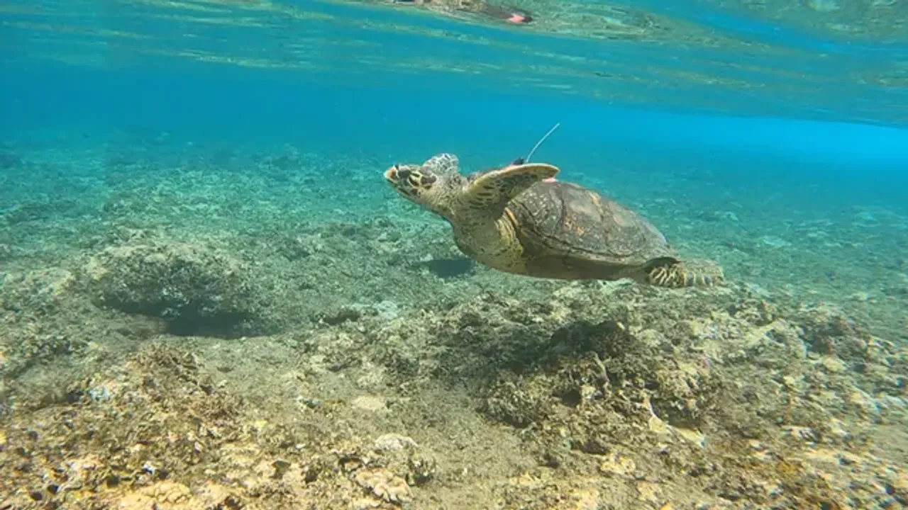 tortue imbriquée Croupette archive