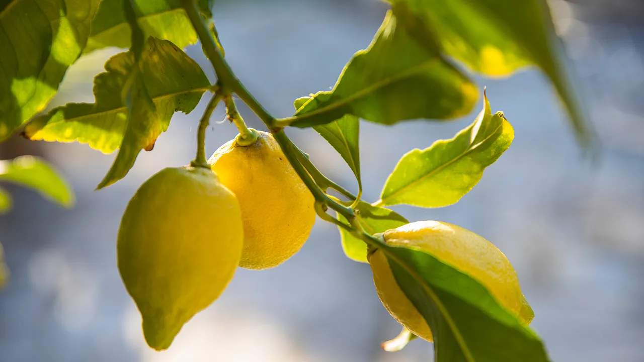Citron