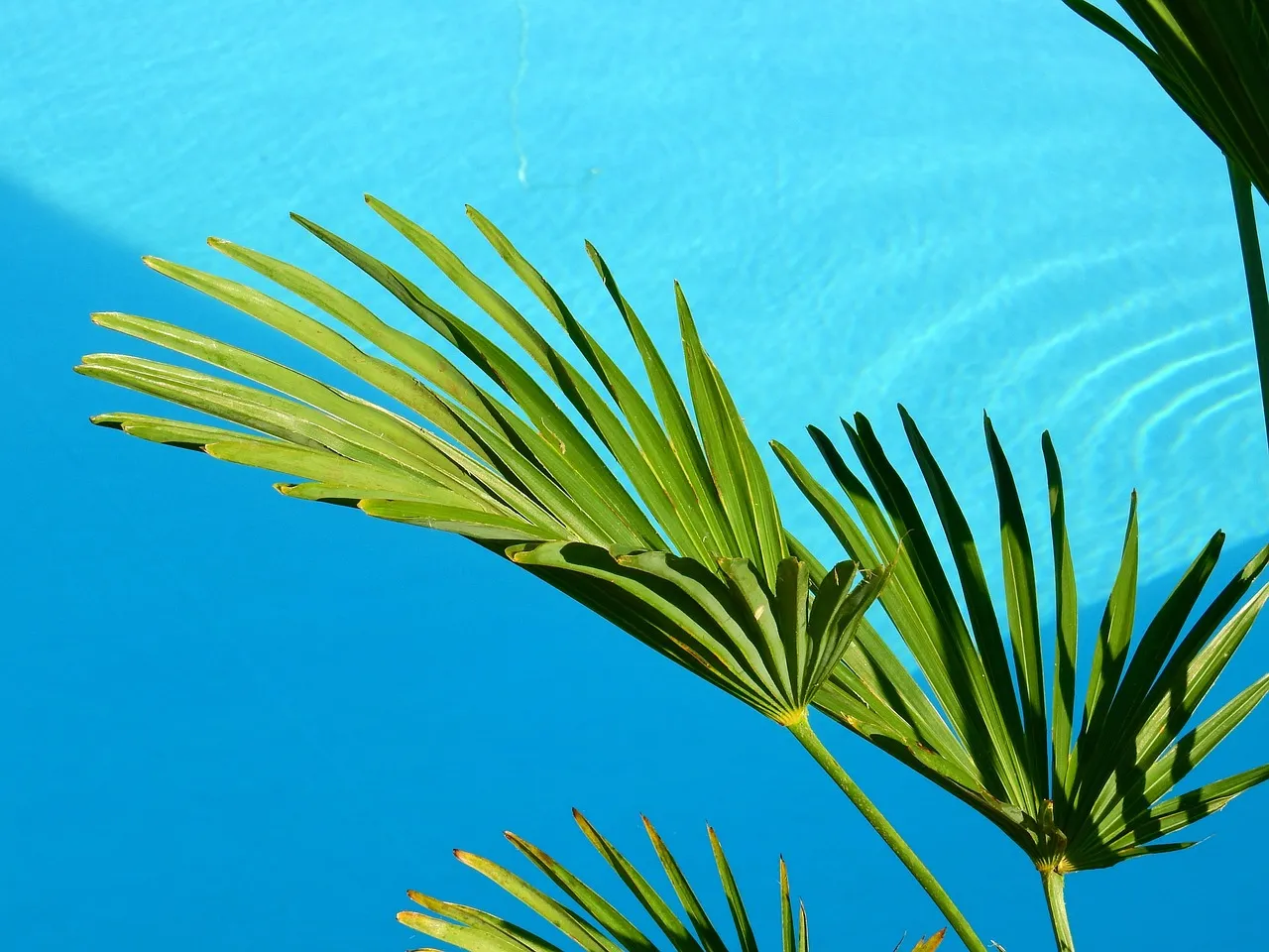piscine tourisme