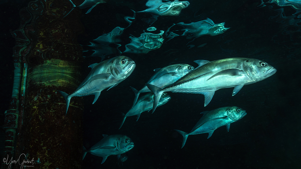 Aquarium de La Réunion, Saint-Gilles