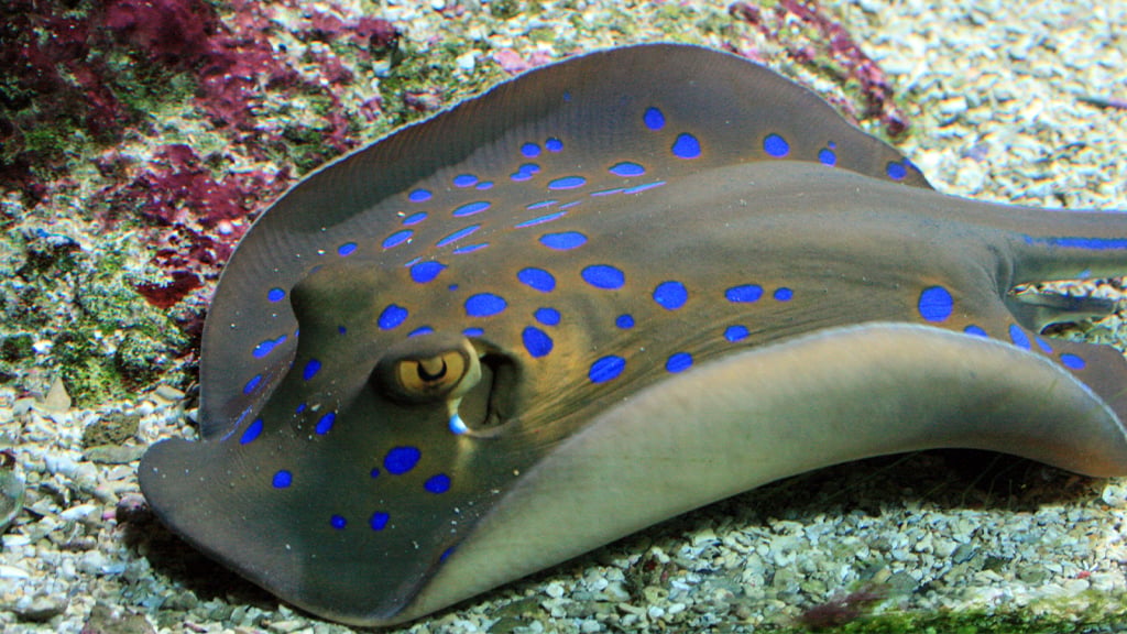 Aquarium de La Réunion, Saint-Gilles