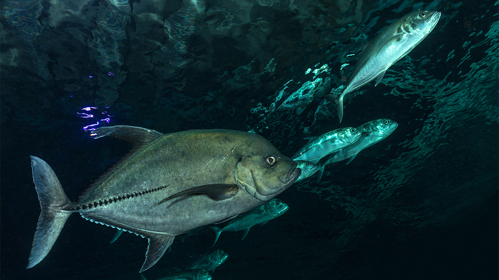Aquarium de La Réunion, Saint-Gilles