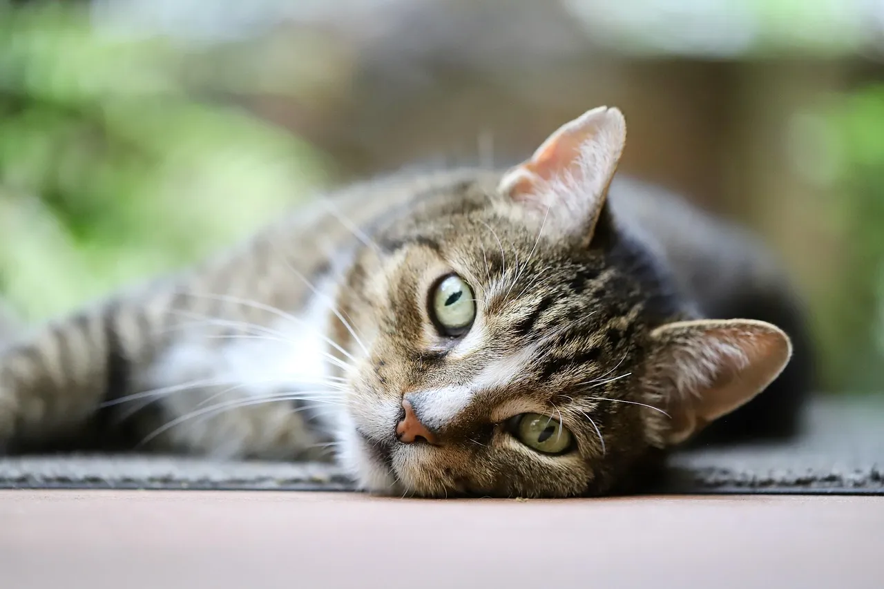 chat