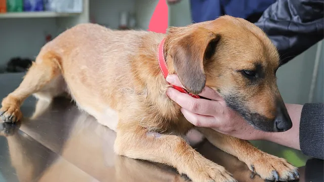 sterilisation-chien