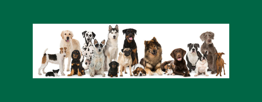 chiens