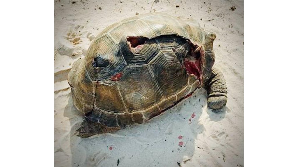Tortue d'Aldabra, Assomption