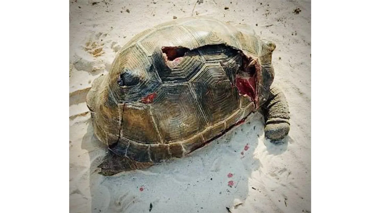 Tortue géante Tortue d'Aldabra, Assomption