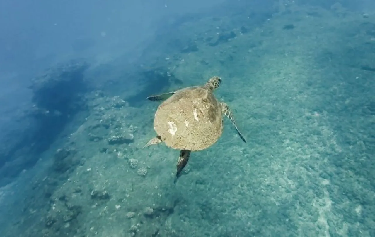 tortue