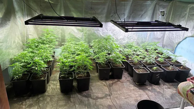 Cannabis