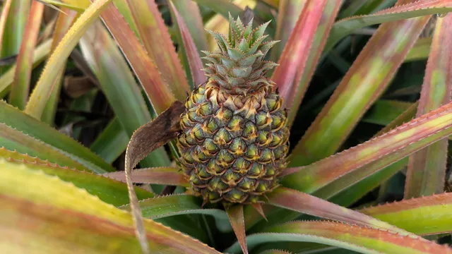 ANANAS 1 (1)