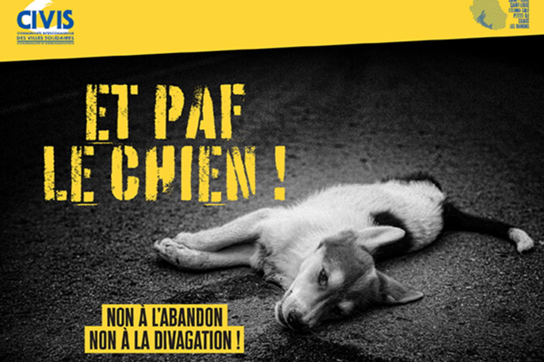 La CIVIS lance sa campagne “choc” de sensibilisation à la lutte contre l'errance animale.