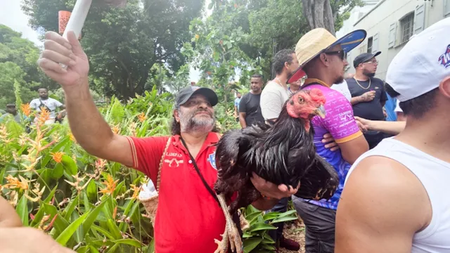BATAY COQ (2)
