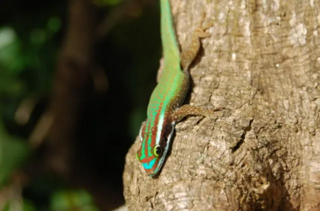gecko vert de Manapany 2 Un élévage temporaire et scientifique pour sauver le gecko vert de Manapany.