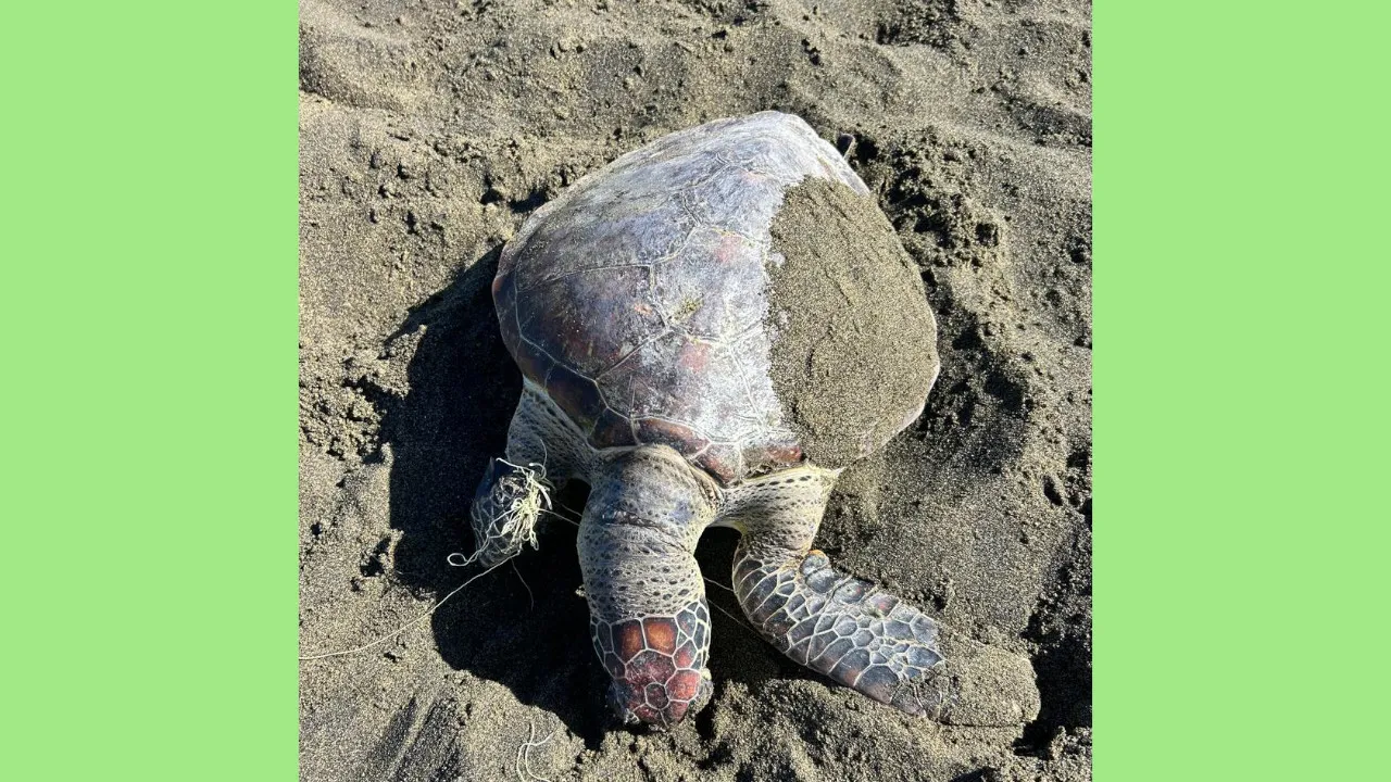 tortues mortes
