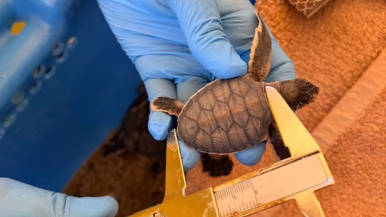 tortue kélonia