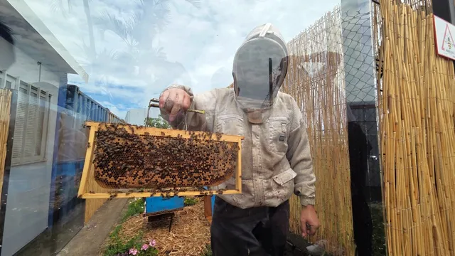SODIPARC ABEILLES 1