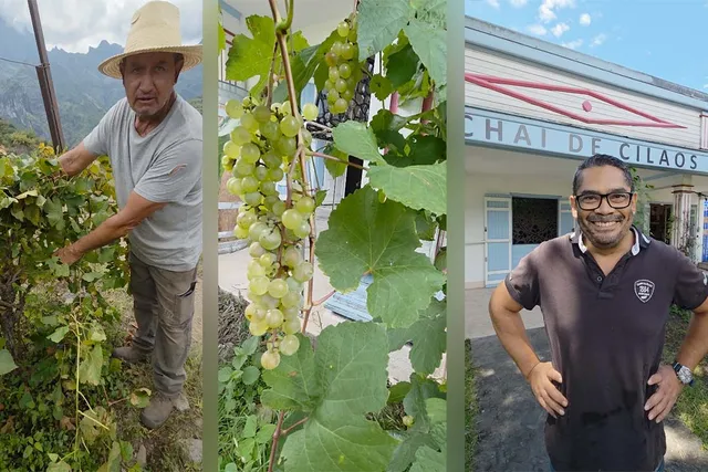 vin cilaos À Cilaos, la filière viticole réunionnaise se développe malgré la crise mondiale du vin.