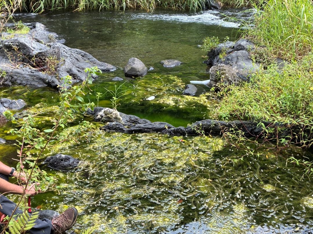 L’élodée dense : une espèce invasive sous surveillance de la fédération de pêche.