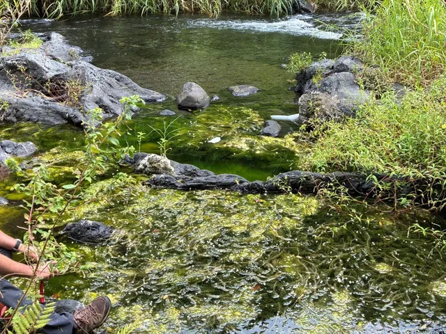envahissement rivière langevin L’élodée dense : une espèce invasive sous surveillance de la fédération de pêche.