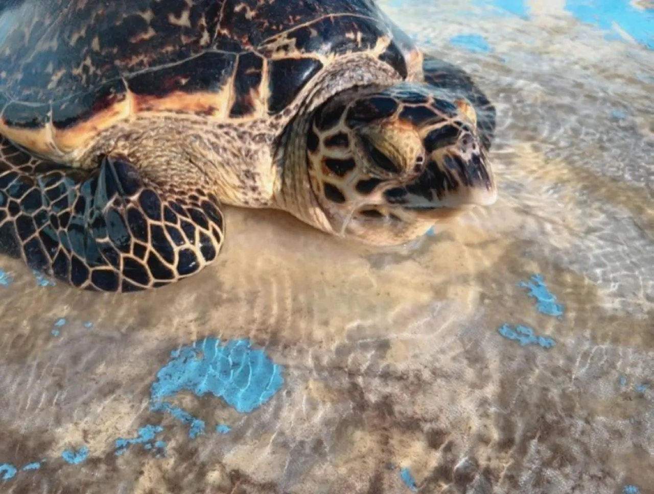 tortue drone Une jeune tortue blessée par un dispositif de pêche au drone.
