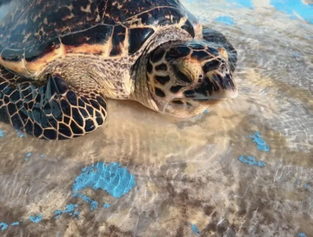 tortue drone Une jeune tortue blessée par un dispositif de pêche au drone.