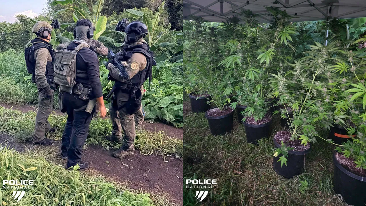 Cannabis