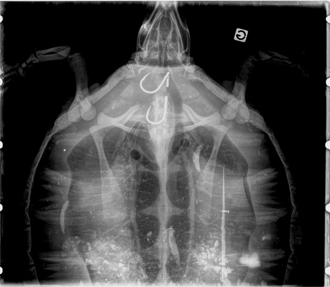 Radio tortue imbriquée