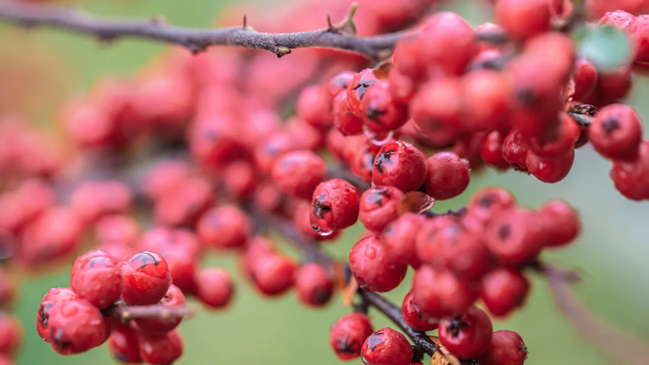 closeup-wild-red-berries-rowan-bush (1)