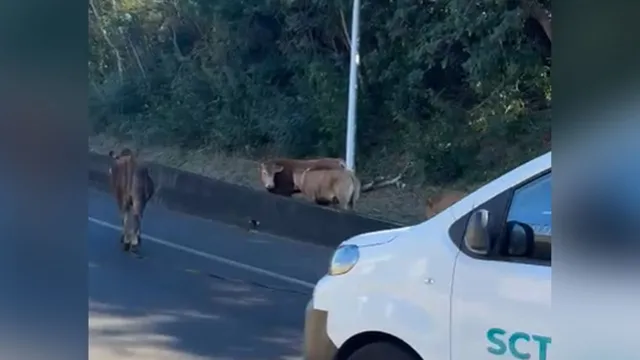 Vaches-route