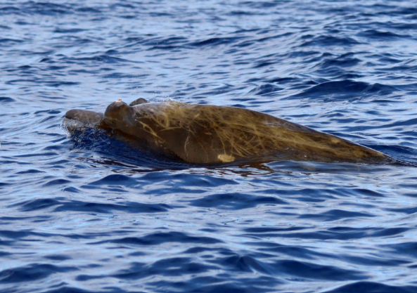 Au large de Saint-Pierre, ces mystérieuses baleines fascinent les scientifiques