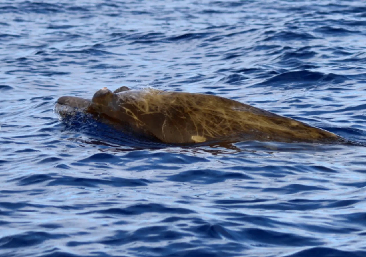 Au large de Saint-Pierre, ces mystérieuses baleines fascinent les scientifiques