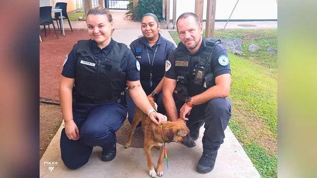 Police-chien