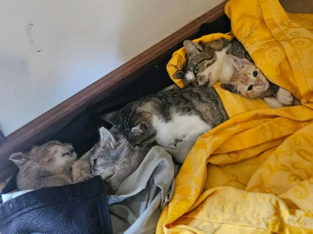 stérilisation chat mafate
