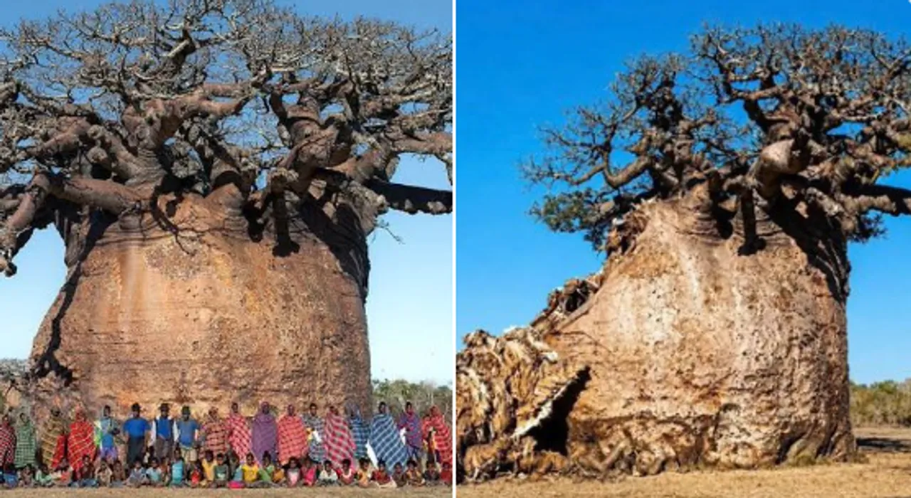 baobab