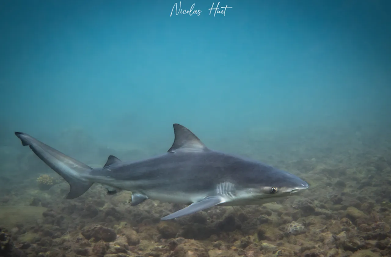 Du sauvetage au tribunal : le "commando" du requin de Manapany visé par une enquête de la Direction de la Mer