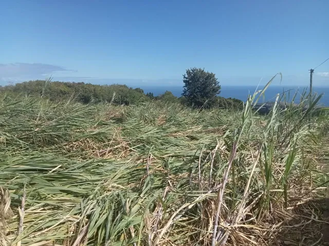 cannes couchées