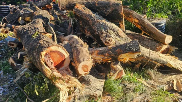 abattage arbres st louis Chantier des Trois-Ravines : Rémy Bourgogne réclame des réponses sur les abattages d'arbres.