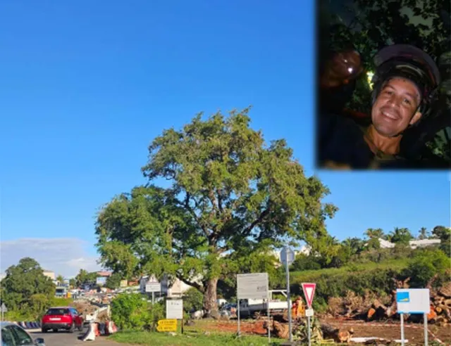 arbre st louis Deux arboristes demandent la suspension de l'abattage d'arbres à Saint-Louis.