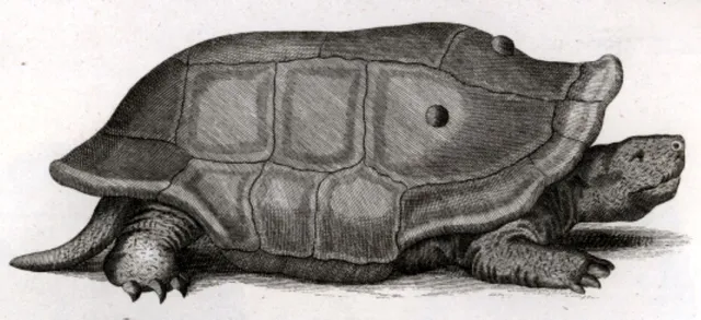 Cylindraspis_indica_1792