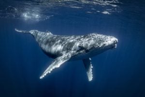 humpback-whales-megaptera-novaeangliae-underwat-2026-01-09-11-09-35-utc-300x200