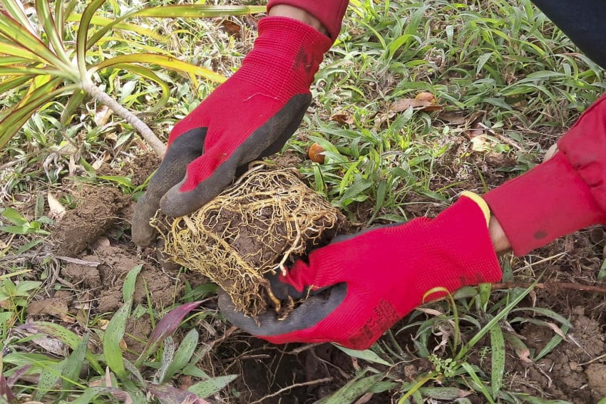 plantation_diore_p1ma-_006