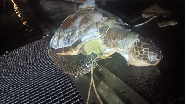 Tortue