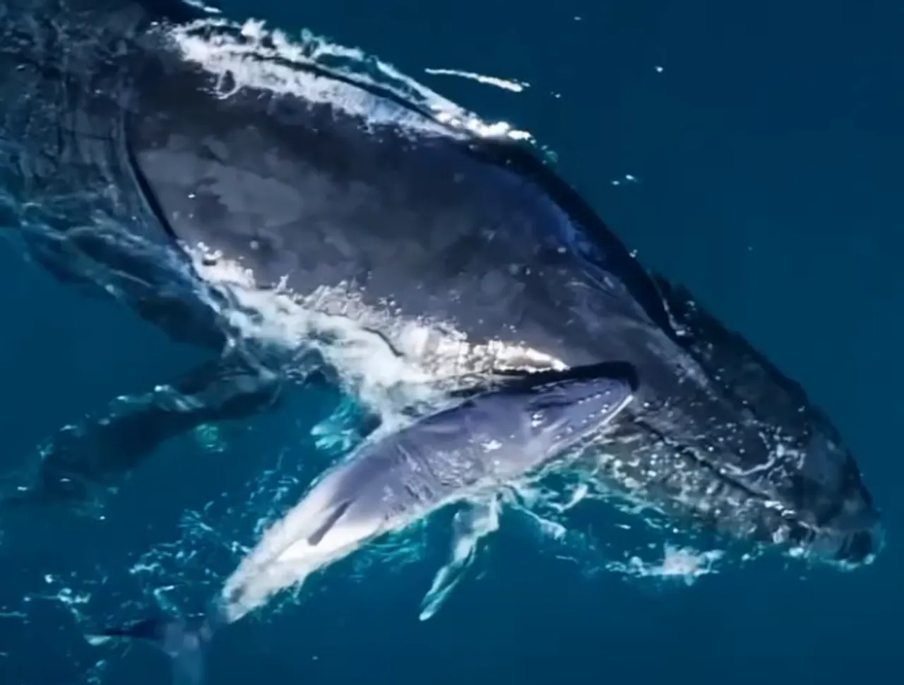 Naissance baleine