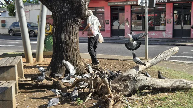 Pigeons Pigeon, La Réunion