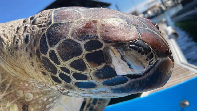 Tortue Tortue marine, Kelonia