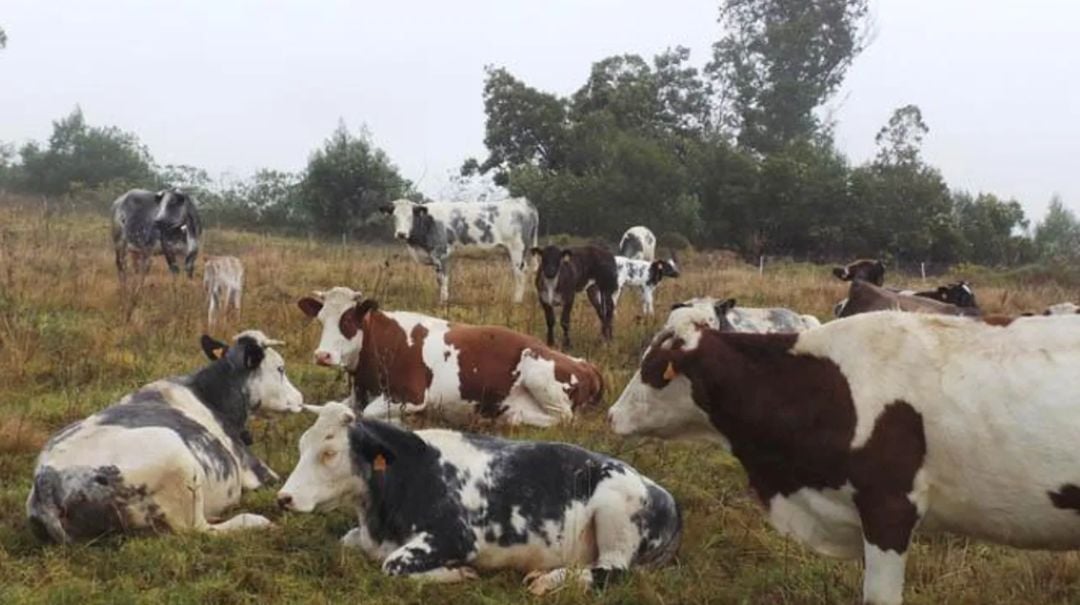 vaches élevage