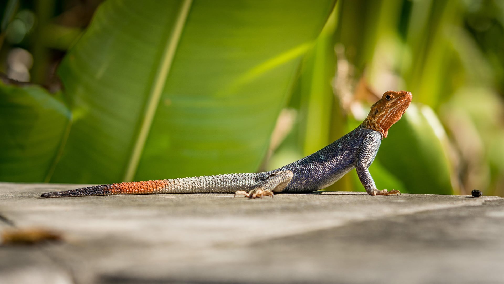 agame des colons, la Réunion