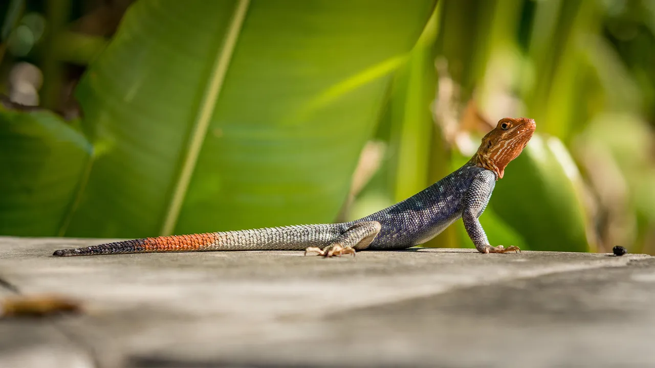 agame des colons, la Réunion